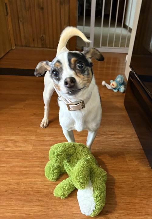 picture of the dog needing adoption