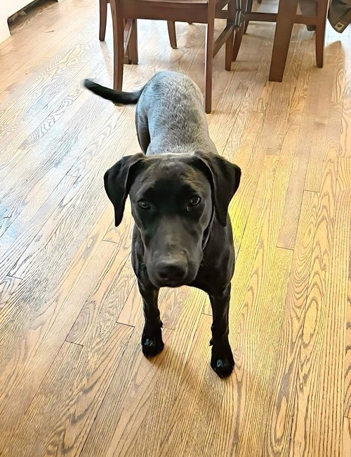 picture of the dog needing adoption