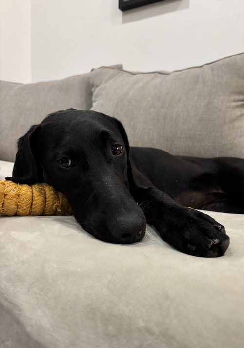 SASSY - Labrador Retriever available for adoption