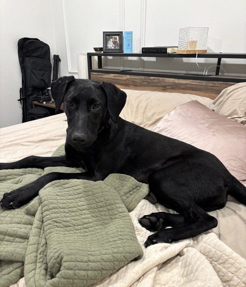 SASSY - Labrador Retriever available for adoption
