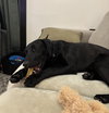 Sassy - Photo 4