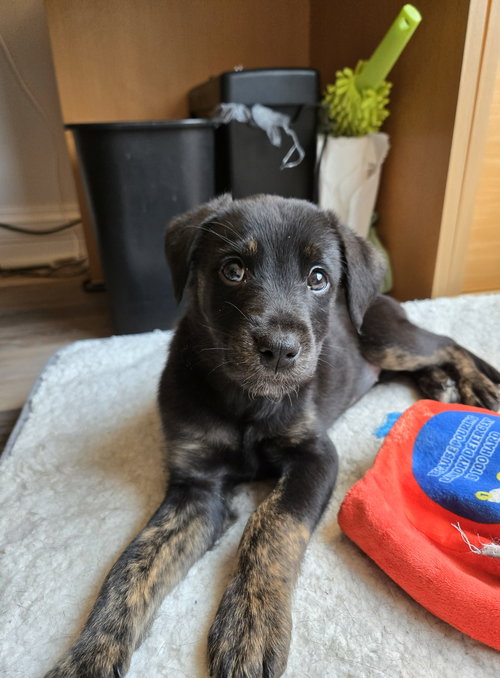 picture of the dog needing adoption