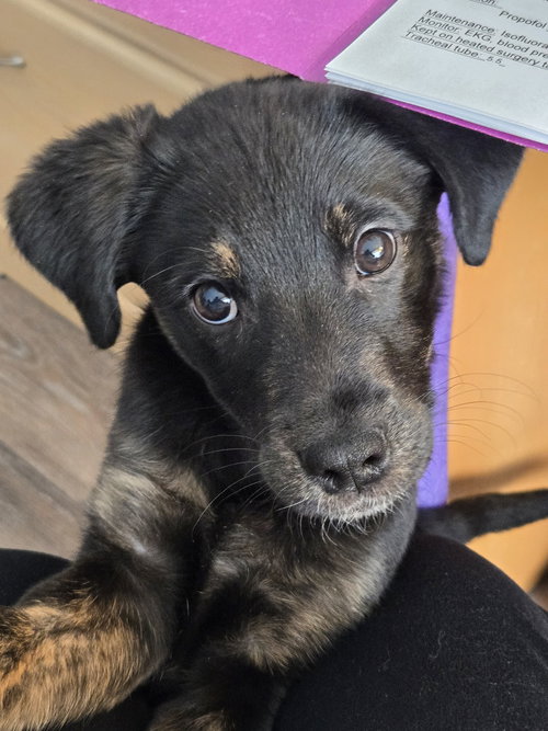 REESE - Australian Shepherd / Labrador Retriever available for adoption