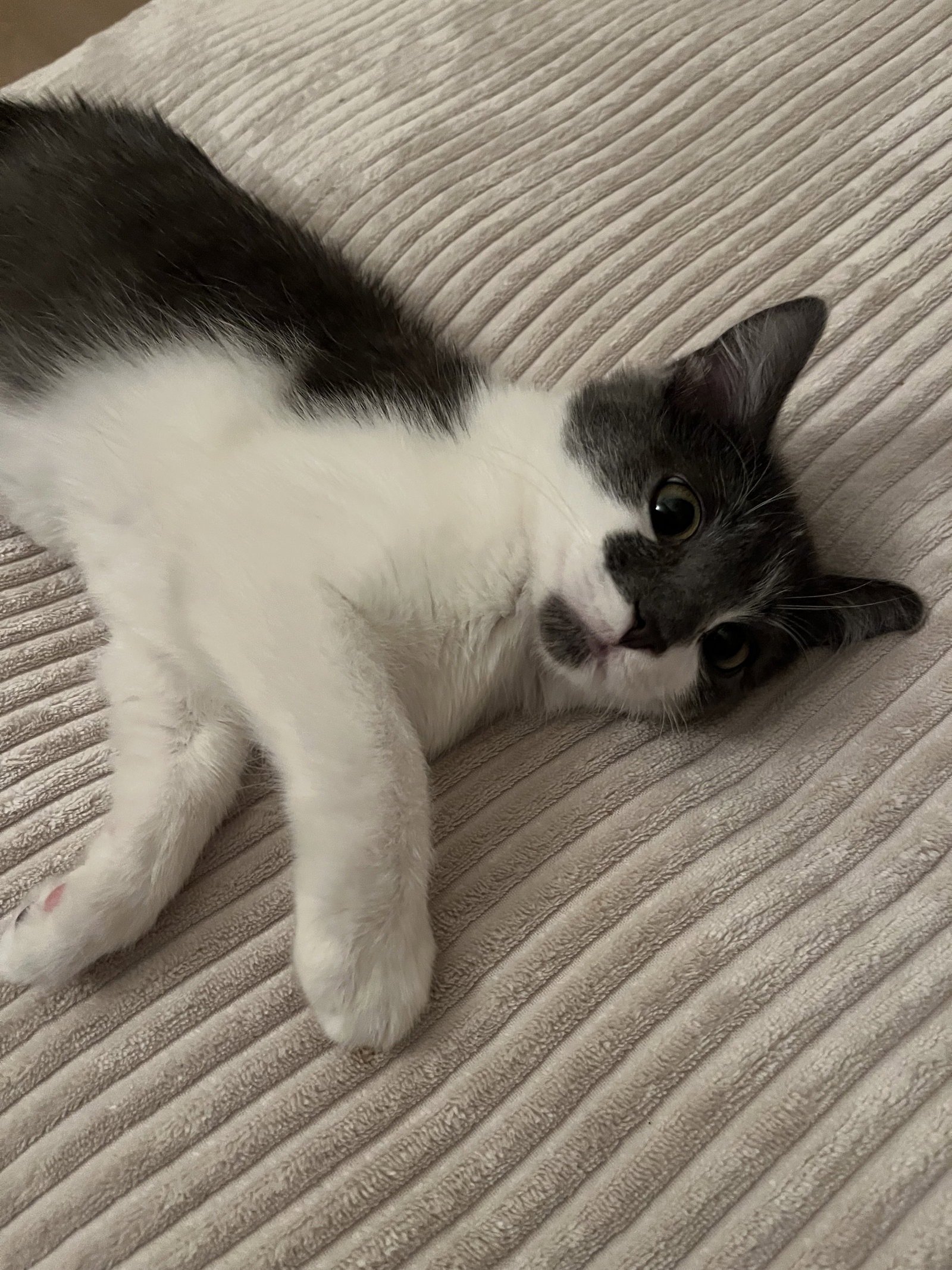 Maisie  Domestic Short Hair (short coat) Female