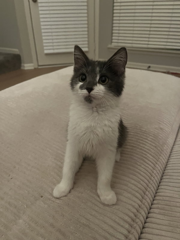 Maisie