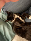 Mr. Purrbody - Photo 5