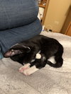 Mr. Purrbody - Photo 6
