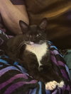 Mr. Purrbody - Photo 3