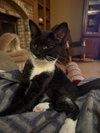 Mr. Purrbody - Photo 4