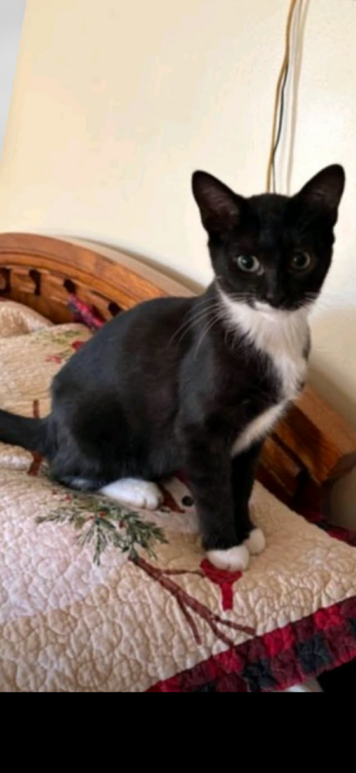 MR. PURRBODY - Domestic Short Hair available for adoption