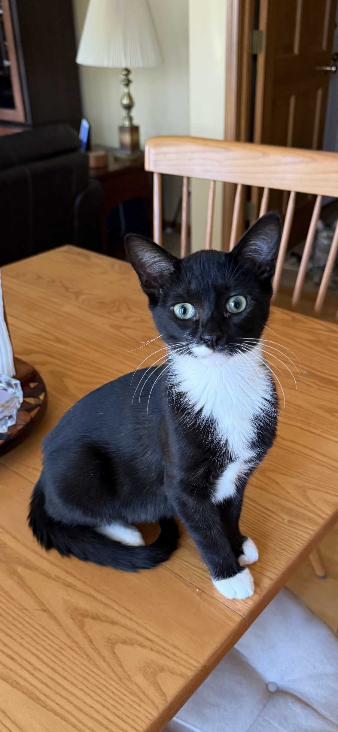 Mr. Purrbody  Domestic Short Hair (short coat) Male
