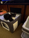 Mr. Purrbody - Photo 7