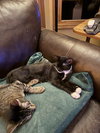 Mr. Purrbody - Photo 8