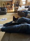 Mr. Purrbody - Photo 9