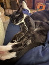 Mr. Purrbody - Photo 10