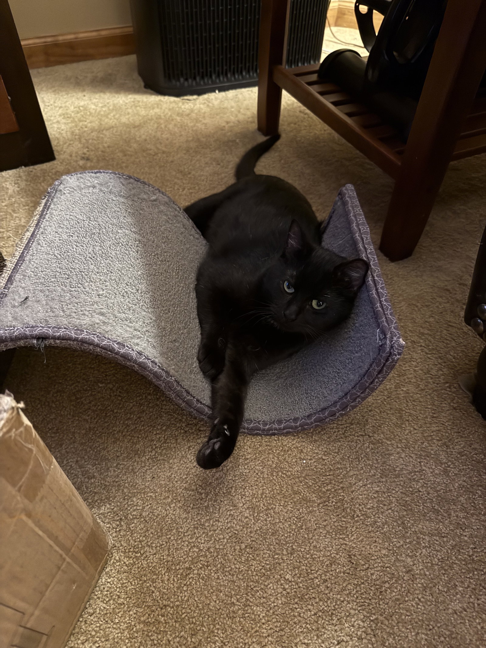 Frankenberry  Domestic Short Hair (short coat) Male