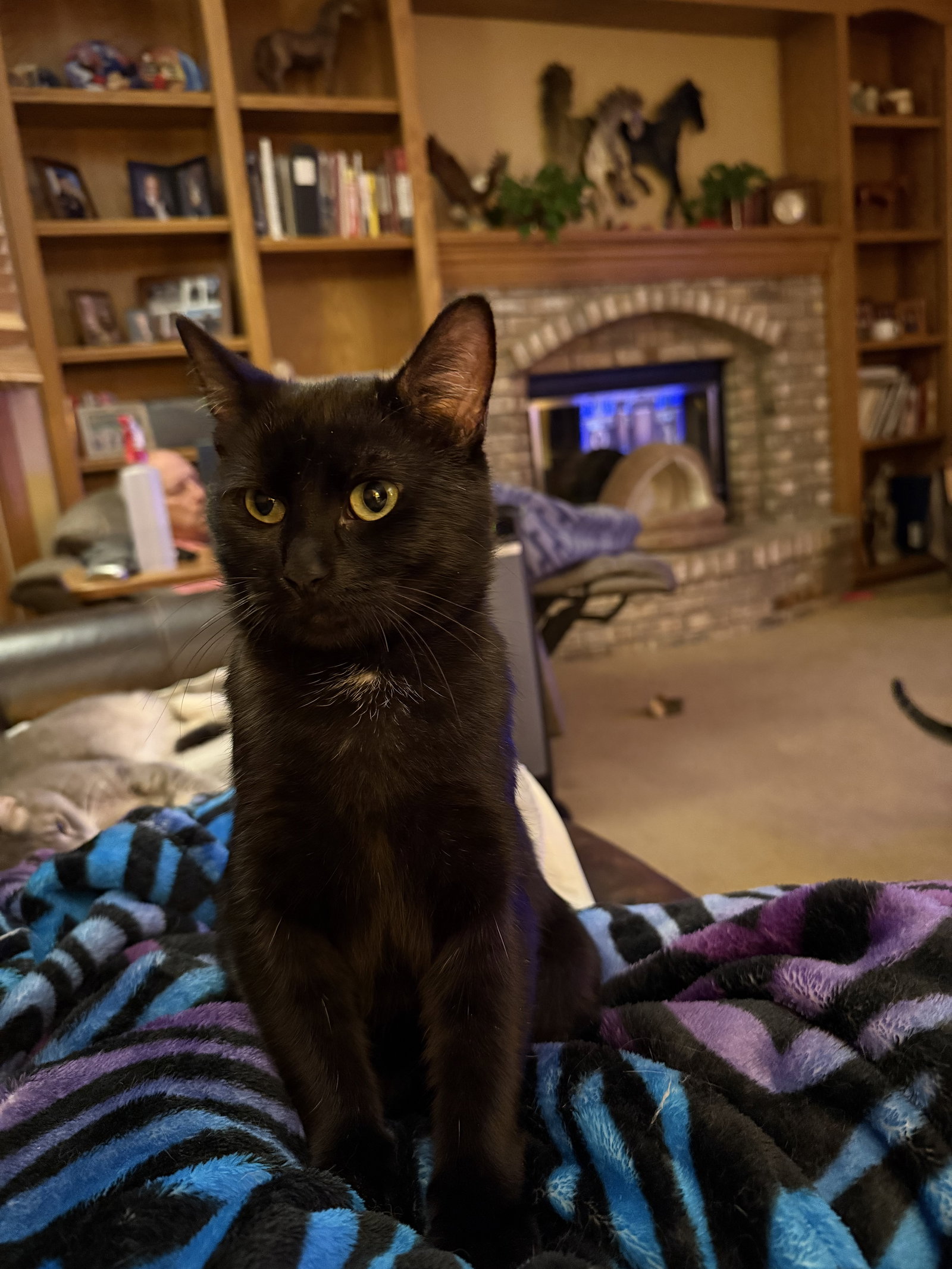 Frankenberry  Domestic Short Hair (short coat) Male