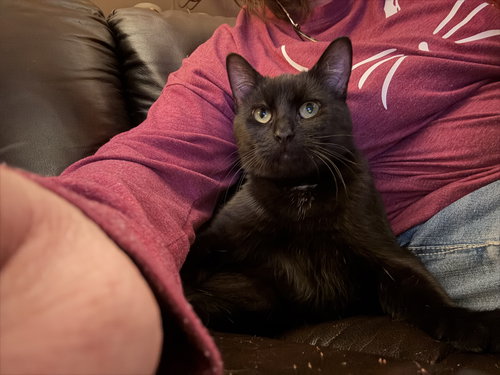 FRANKENBERRY - Domestic Short Hair available for adoption