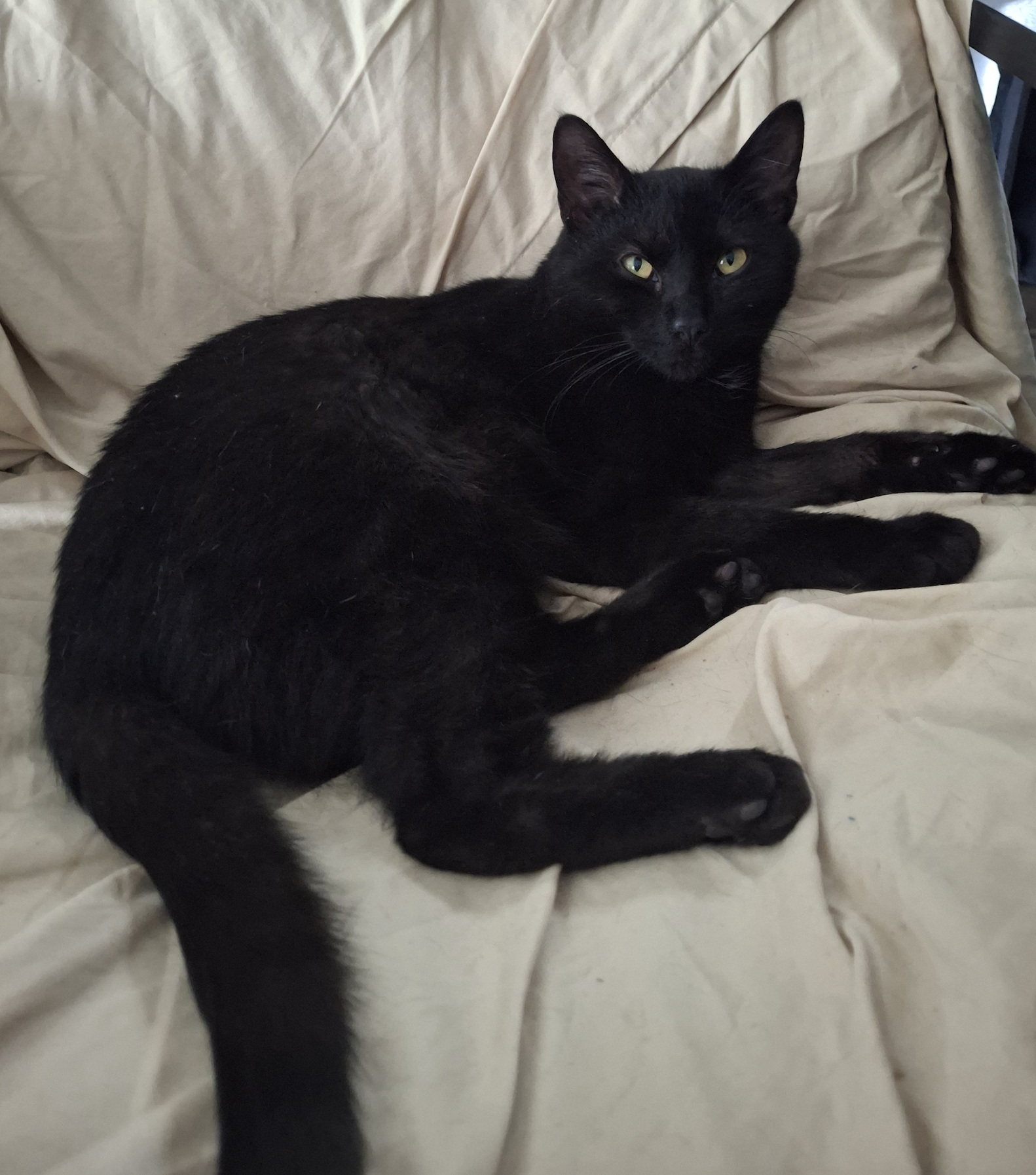 Christopher  Domestic Short Hair (short coat) Male