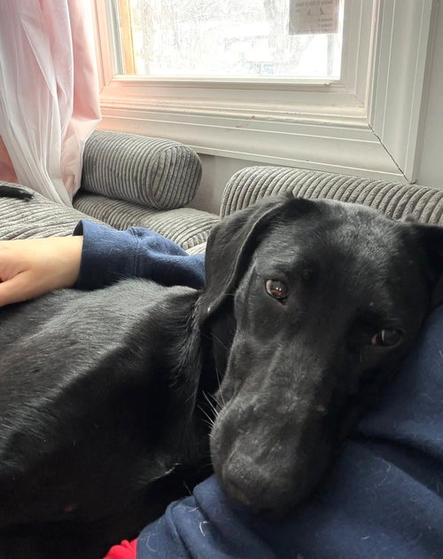 SISSY - Labrador Retriever available for adoption