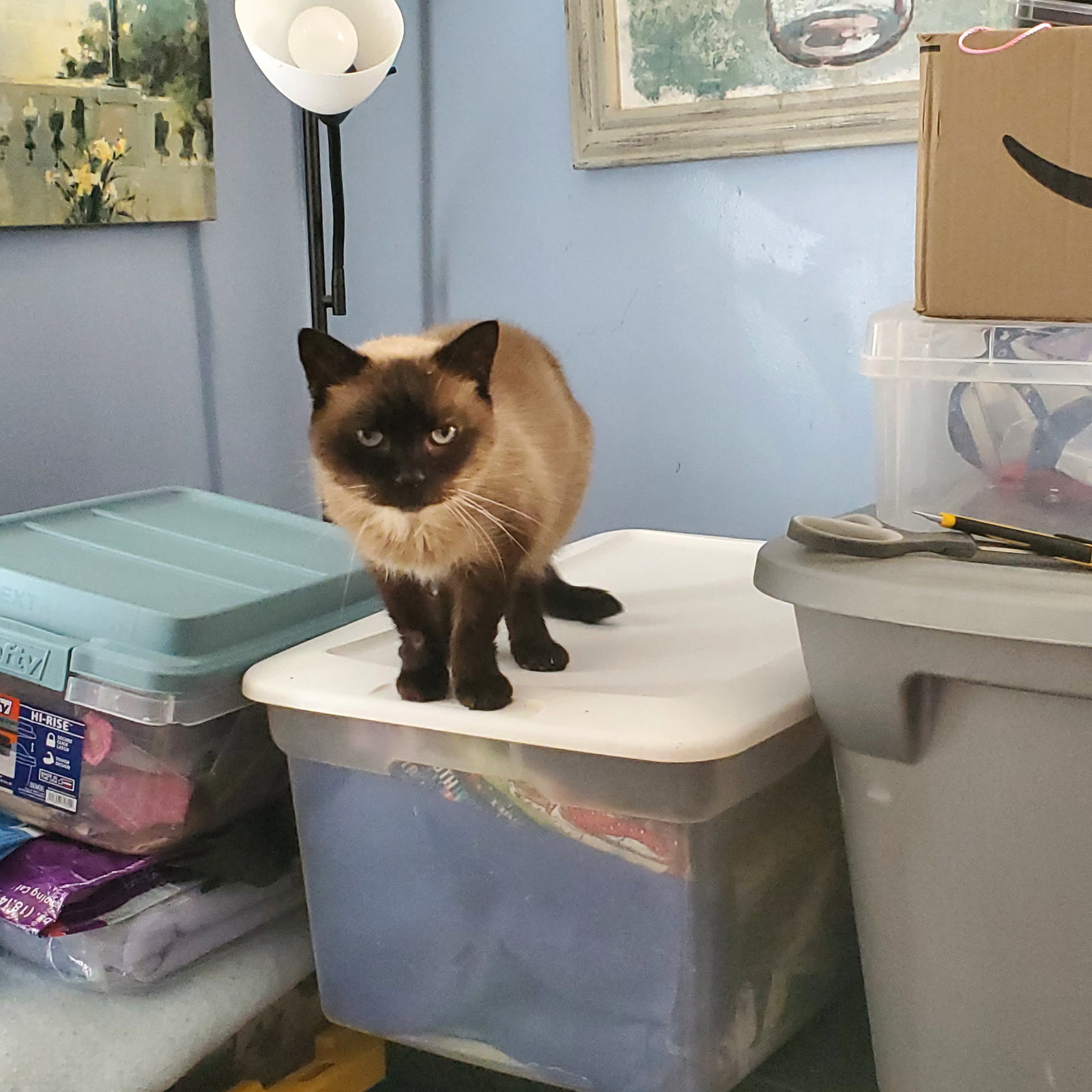 Mocha  Domestic Short Hair / Siamese (short coat) Female