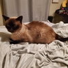 Mocha - Photo 2