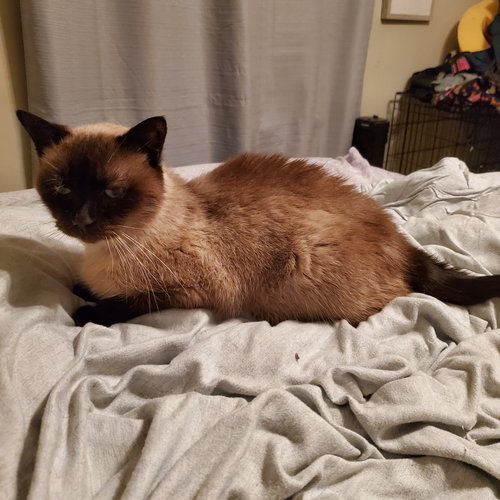 MOCHA - Domestic Short Hair / Siamese available for adoption