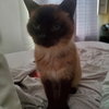 Mocha - Photo 3