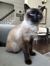 Mocha - Photo 3