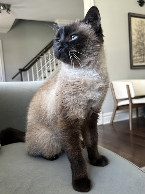 MOCHA - Siamese / Domestic Short Hair available for adoption