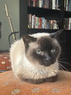 Mocha - Photo 4