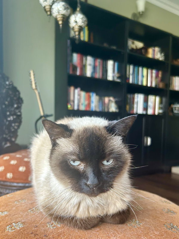 Mocha