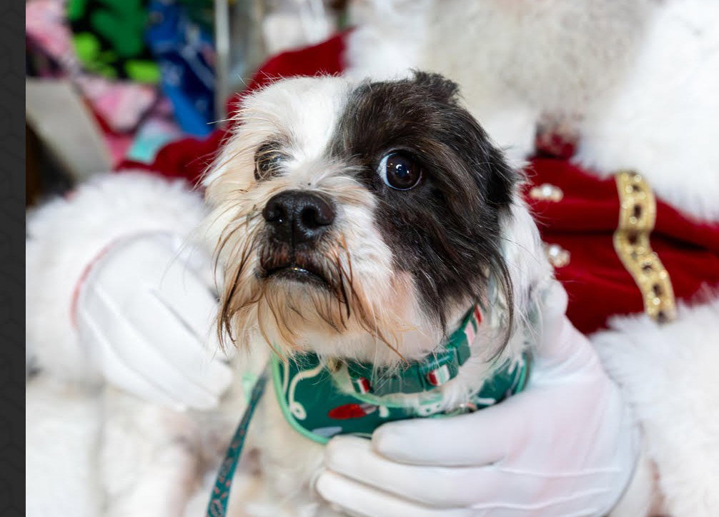 Russell Small Shih Tzu / Mixed (long coat) Male