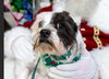 Russell - Photo 1