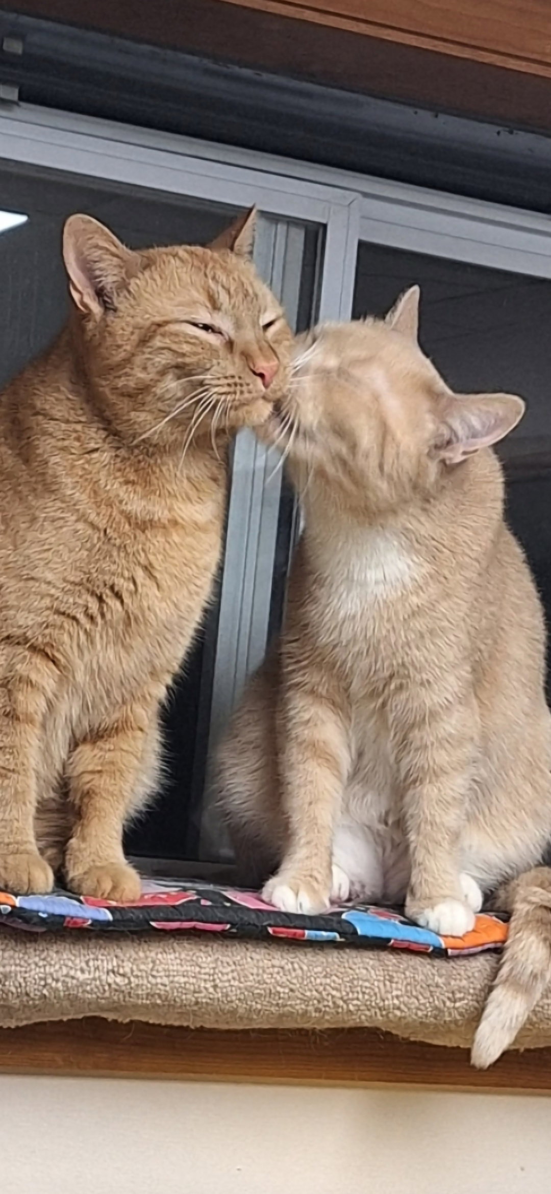 Echo and Relic (bonded pair)  Domestic Short Hair (short coat) Female
