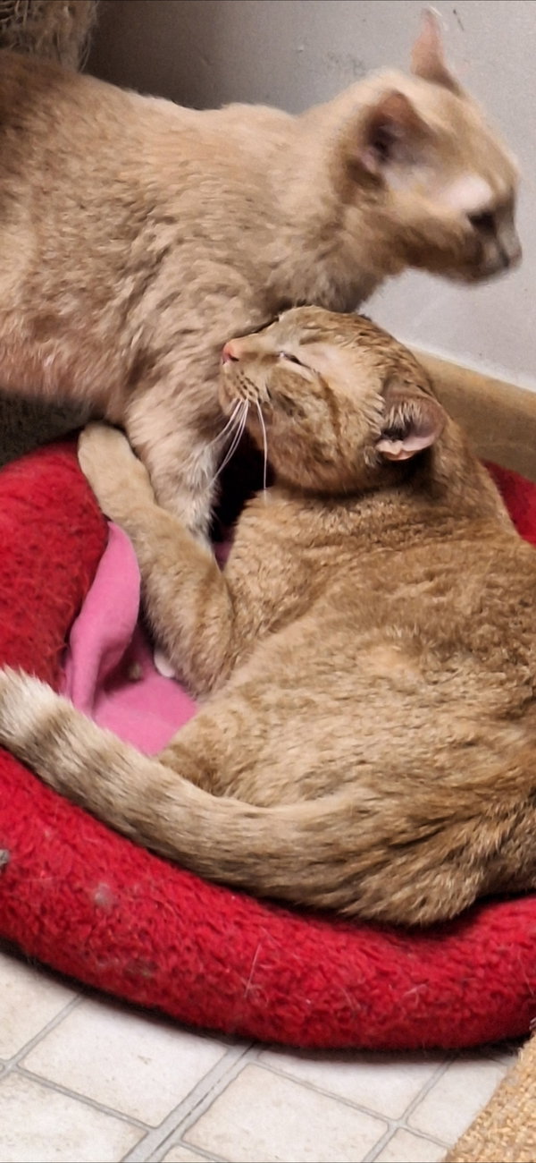 Echo and Relic (bonded pair)
