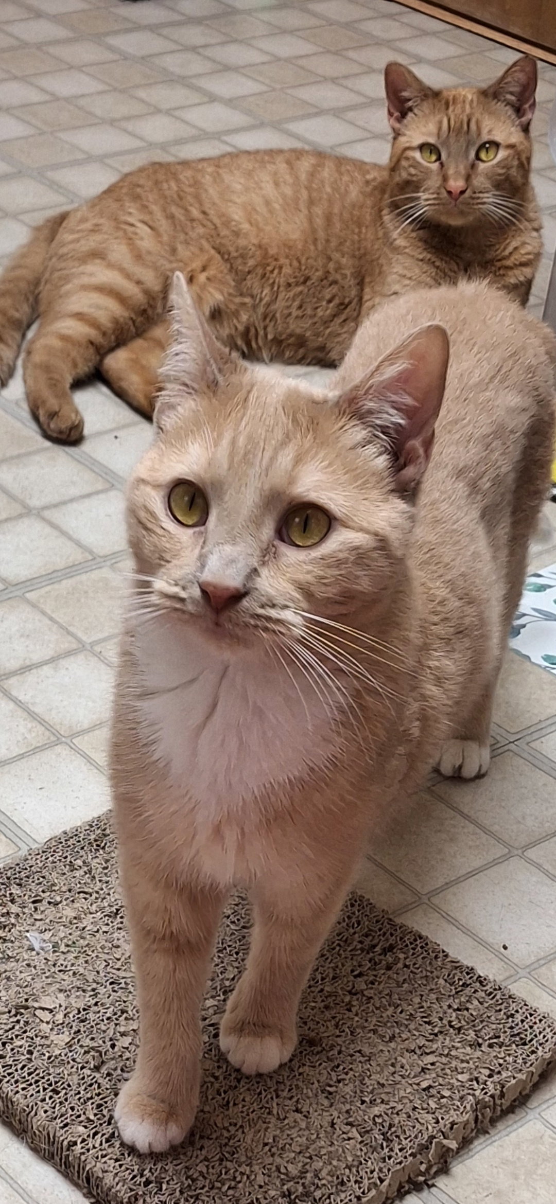 Echo and Relic (bonded pair)  Domestic Short Hair (short coat) Female