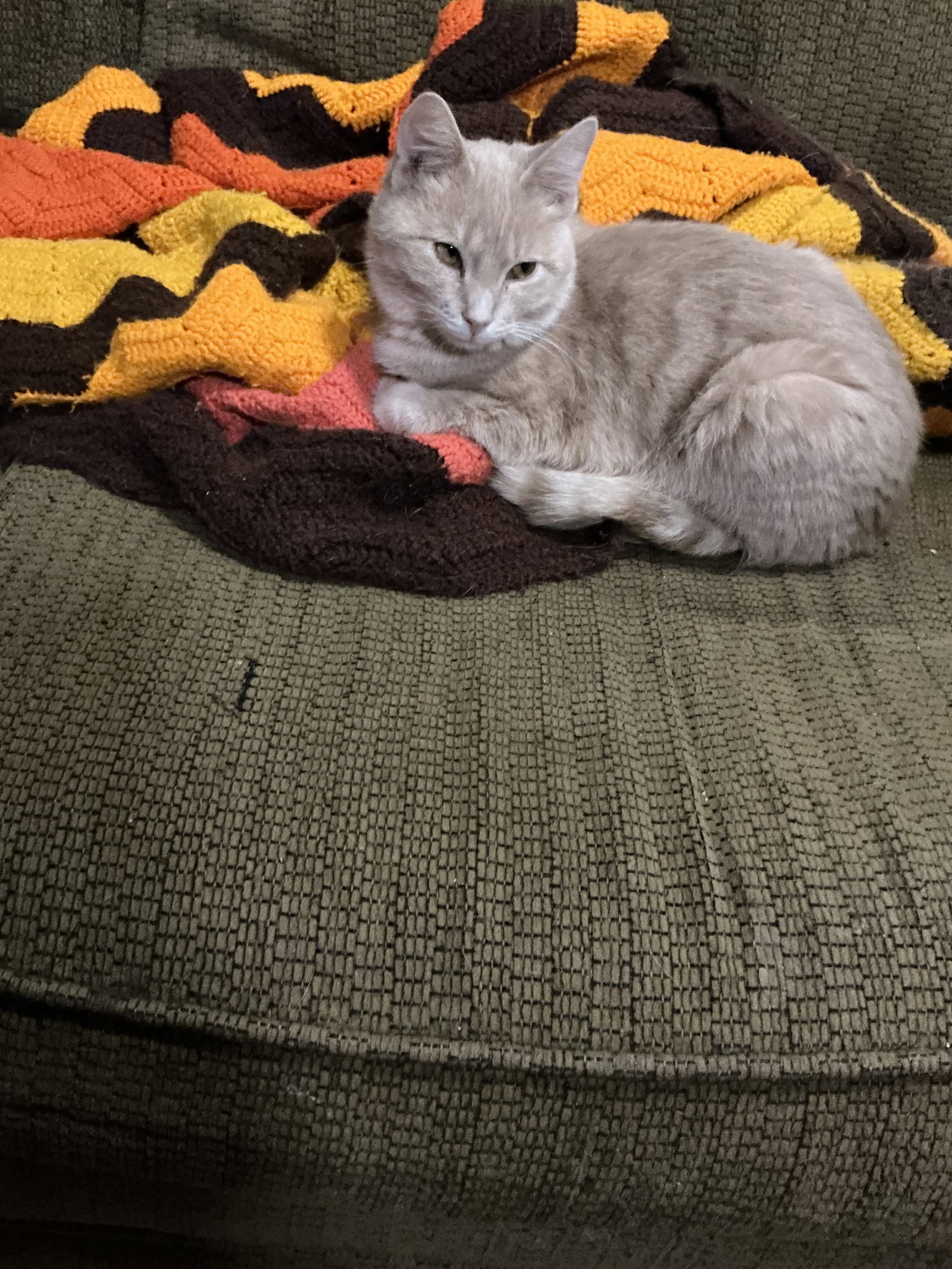 Dollar Bill  Domestic Short Hair (short coat) Male