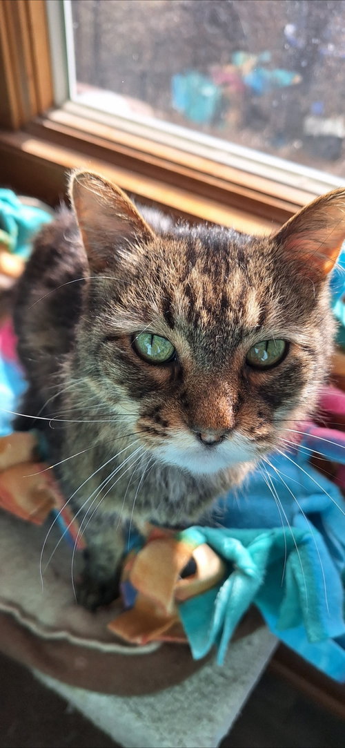 picture of the cat needing adoption