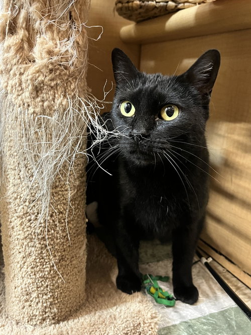 TRIXIE - Domestic Short Hair available for adoption