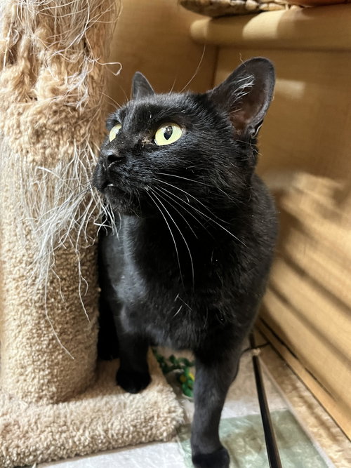 TRIXIE - Domestic Short Hair available for adoption