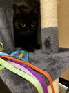 Trixie - Photo 4
