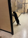 Trixie - Photo 5