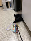 Trixie - Photo 6