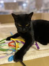 Trixie - Photo 7