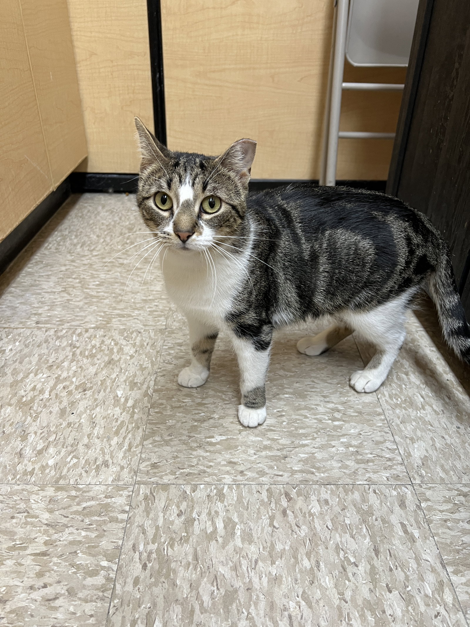 Raven  Domestic Short Hair (short coat) Female