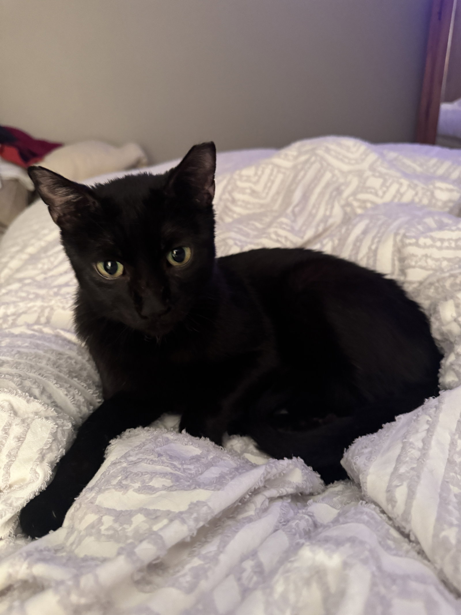 Zeke  Domestic Short Hair (short coat) Male