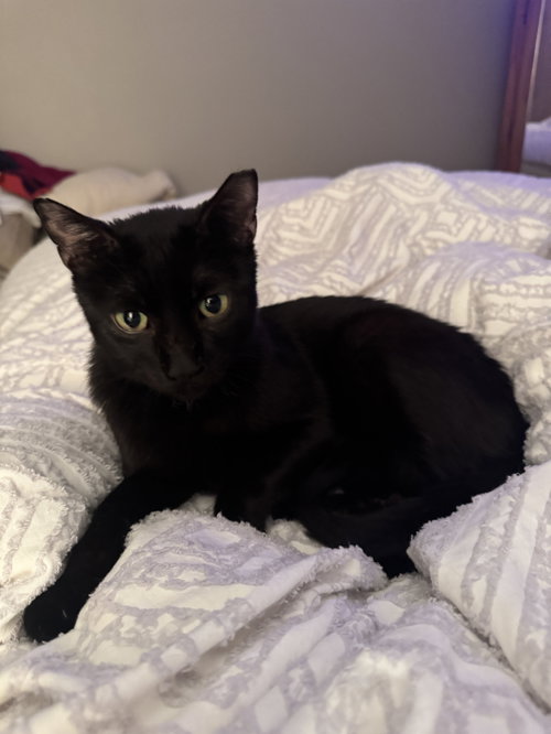 Zeke, an adoptable Domestic Short Hair in Wheaton, IL