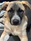Greta - Photo 3