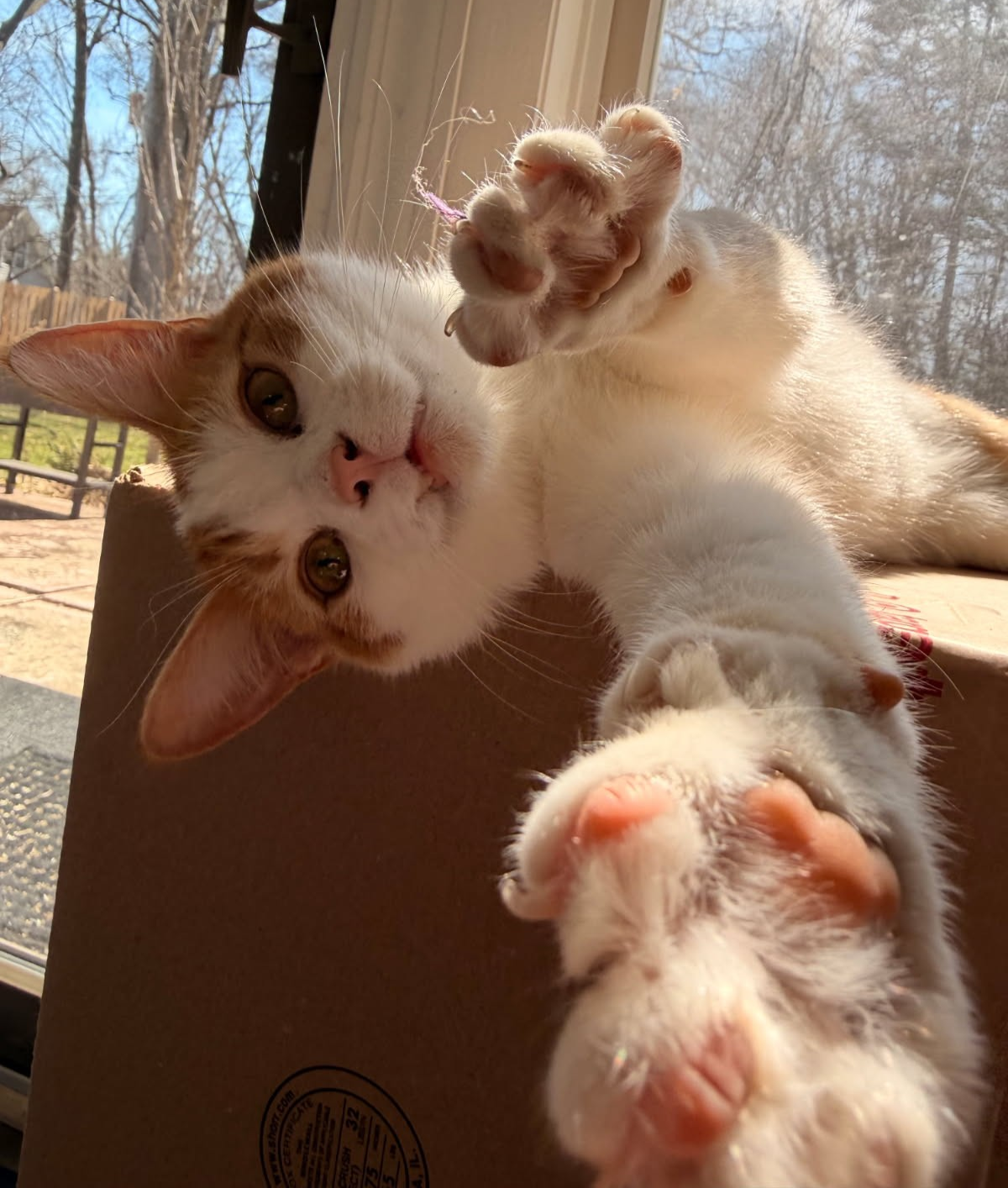 Sasha  Domestic Short Hair (short coat) Male